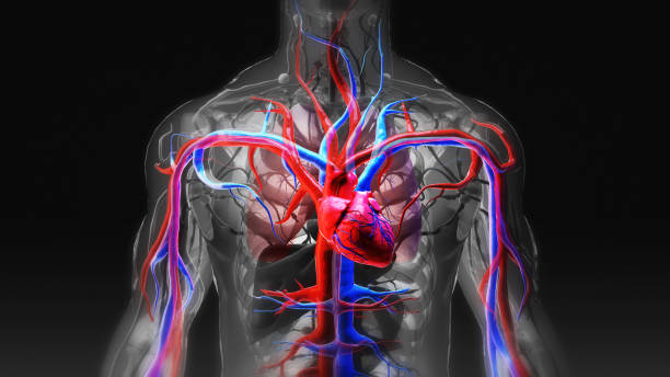 Human Heart Anatomy human body with heart and cardiovascular circulatory blood flow stock pictures, royalty-free photos & images