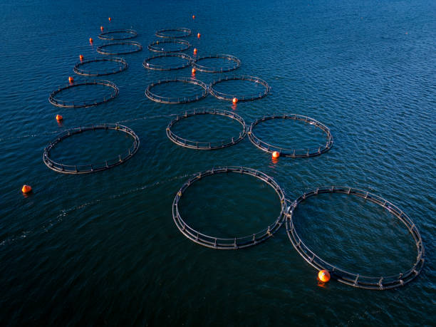 лососевая рыбная ферма в речной аэрофотосне - catch of fish water river salmon стоковые фото и изображения