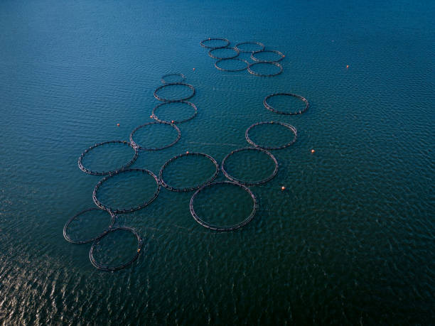 istock Salmon fish farm in the river aerial view 1455666669
