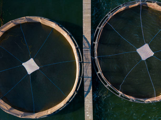 istock Salmon fish farm in the river aerial view 1455666678