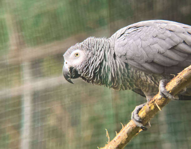istock Gray parrot Macaw sitting on a branch close-up 1455667818
