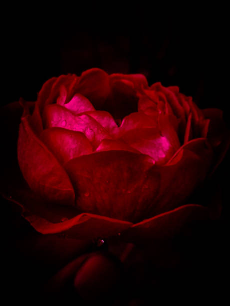 istock Red rose symbol of love 1455671508