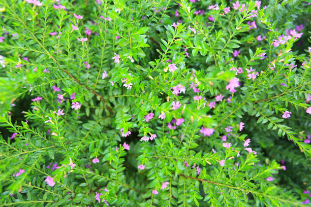 istock a Beautiful purple Cuphea hyssopifolia flower, also known as false heather, 1455671705