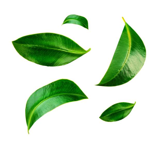 istock Beautiful green leaves isolated on white 1455672185