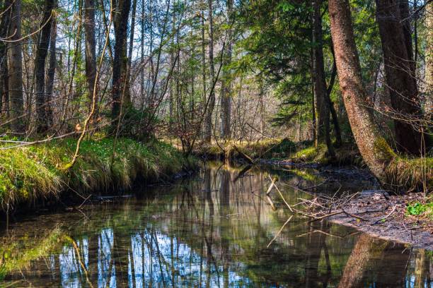 A beautiful shot of a river flowing between trees in a forest