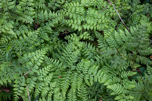 Lush ferns growing on the Three Lochs Drive near Aberfoyle in The Trossachs, Scotland, UK