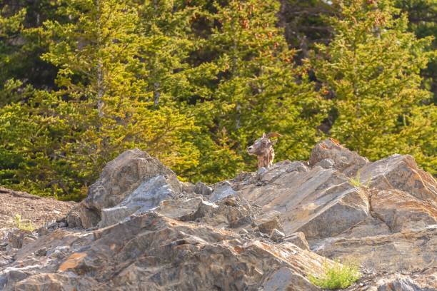 istock Female bighorn sheep (Canadensis) in a forest 1455673999