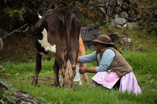 Huancavelica, Peru – December 07, 2021: A view of an Andean woman milking the cow in a field