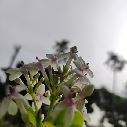 Pseuderanthemum reticulum es un tipo de planta ornamental. a menudo llamado jazmín japonés. photo