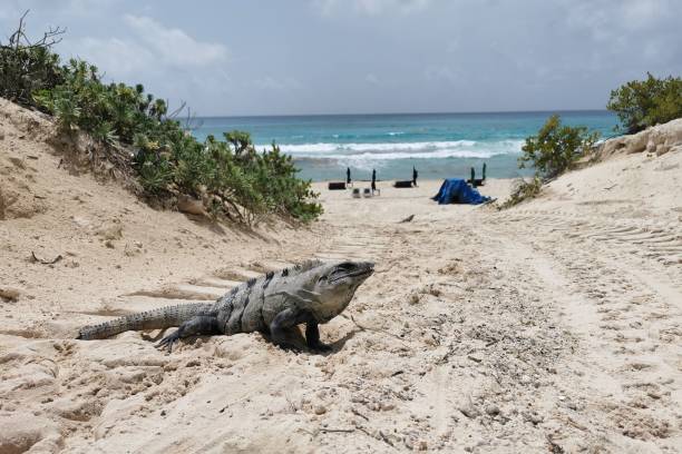 istock Black spiny-tailed iguana (Ctenosaura similis) on the beach, Cancun 1455674531