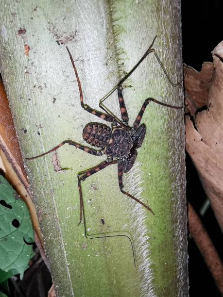 istock Vertical shot of a zhgutopodnye spider (Amblypygi) on a tree trunk 1455674533