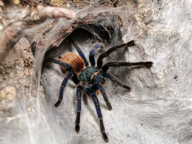 istock Close-up of a blue green tarantula (Chromatopelma cyaneopubescens) 1455674542
