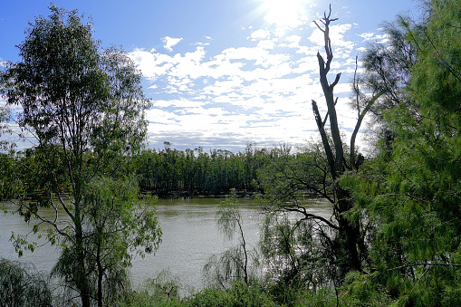 A flooding Murray River meandering past the township in the Mallee Country