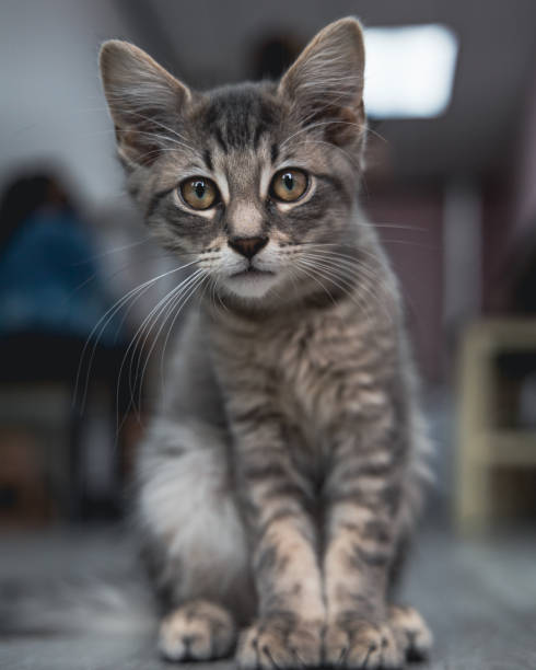 istock Closeup of a beautiful cat in a house 1455674949