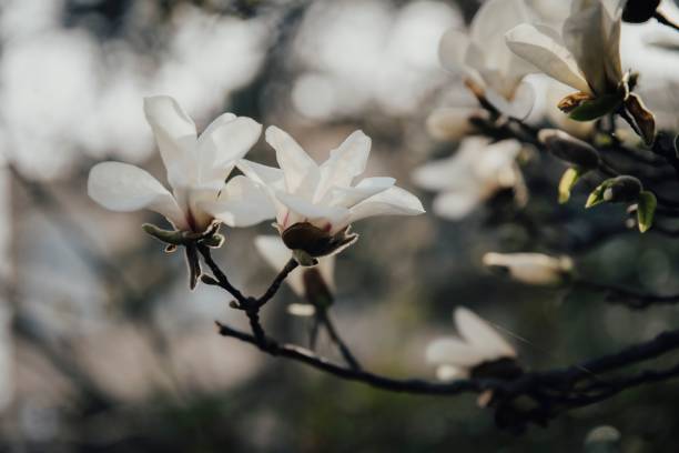 istock Closeup of tree branches with blooming white flowers 1455675574