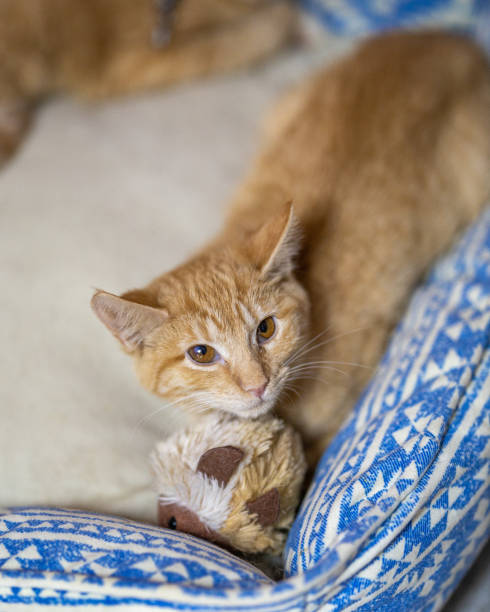 istock Closeup of an adorable ginger cat 1455675722