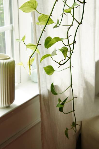 istock Green plants in the house. 1455675775