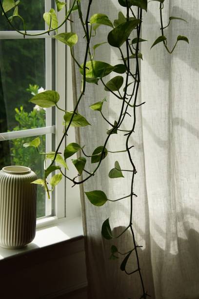 istock Green plants in the house. 1455675784