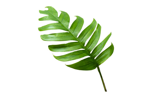 istock tropical jungle monstera leaves isolated on a white background 1455678007