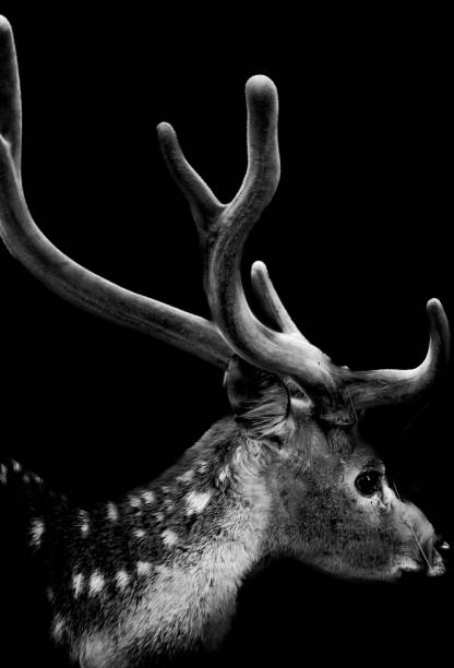A spotted deer isolated in black background