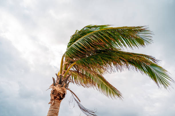 istock Closeup of a palm tree in Cancun, Mexico 1455679068