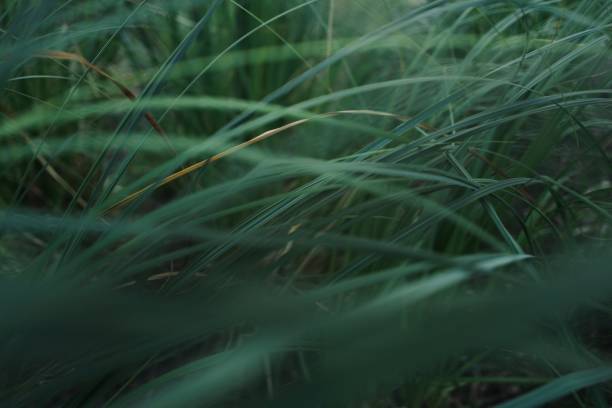 istock Closeup shot of green grass. 1455679144