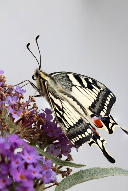 istock Selective focus shot of a Papilio machaon butterfly 1455679234