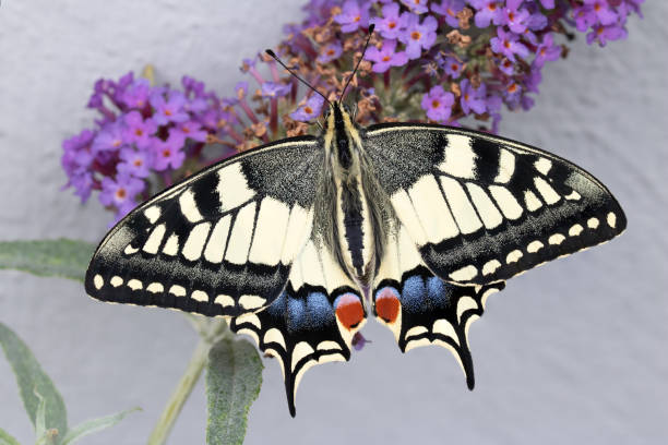 istock Selective focus shot of a Papilio machaon butterfly 1455679237