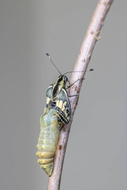 istock Selective focus shot of a Papilio machaon butterfly 1455679252