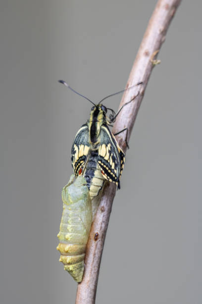 istock Selective focus shot of a Papilio machaon butterfly 1455679255
