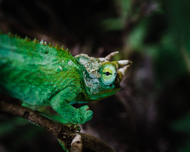 istock Selective focus shot of an Iguana lizard 1455679385