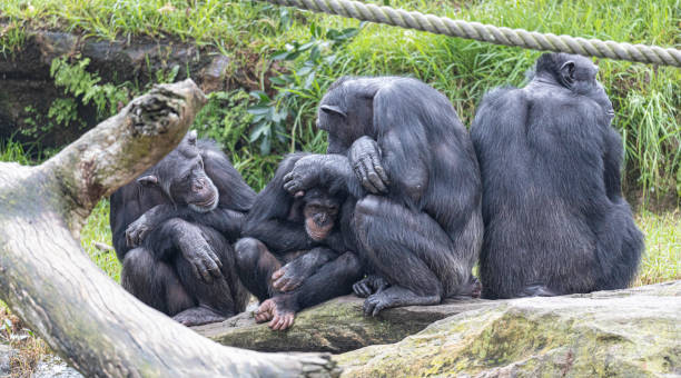 istock Group of dark chimpanzees in a park 1455679720