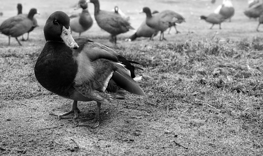 A black and white shot of geese in a farm