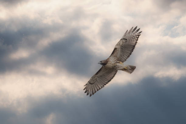 istock Common buzzard (buteo buteo) flying high in a cloudy sky with its wings wide open 1455680287