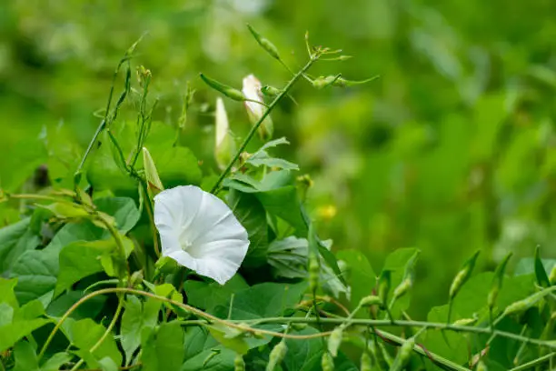 A close-up of bindweeds in the garden under the sunlight