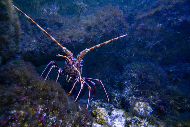 A spiny lobster moving under the water in the aquarium