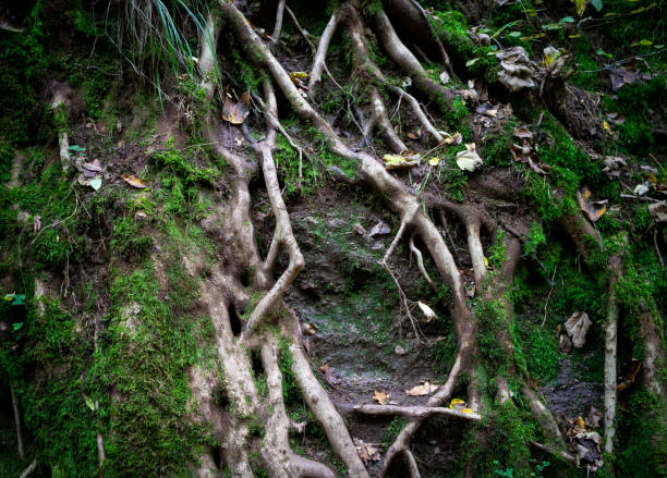 istock Closeup of a beautiful magic tree with multi branches with moss and green moss in the forest 1455680638