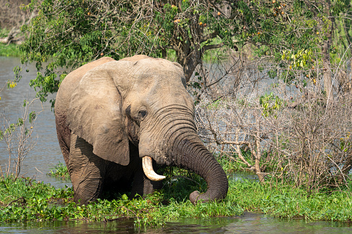 A view of a beautiful big African elephant (Loxodonta) in a lake on a sunny day