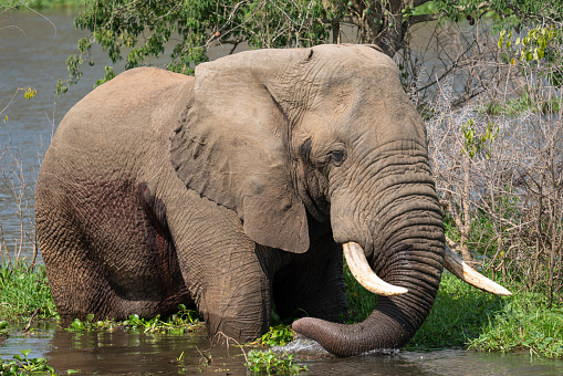 A view of a beautiful big African elephant (Loxodonta) in a lake on a sunny day
