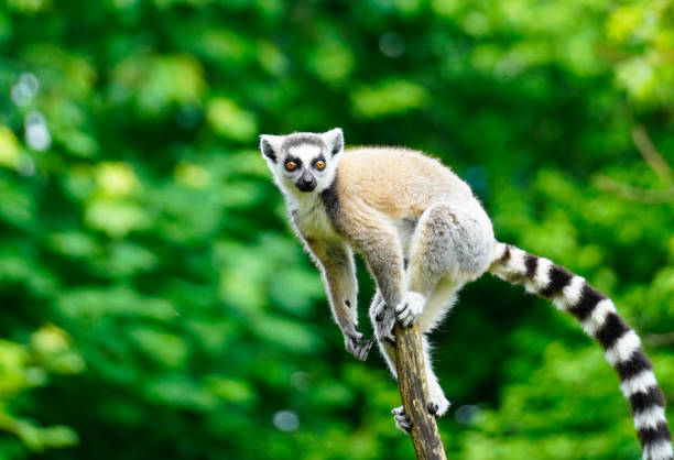 Selective focus shot of a lemur on a green background, the portrait of a ring-tailed lemur A selective focus shot of a lemur on a green background, the portrait of a ring-tailed lemur lemur catta stock pictures, royalty-free photos & images