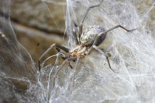 A macro shot of a barn funnel weaver on its cobweb, a common European house spider