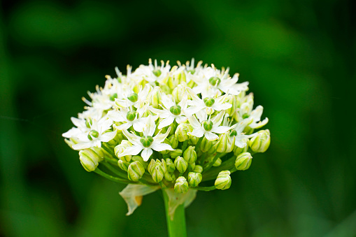 A macro shot of a garlic blossom against a dark green background, white flowers in a detailed closeup