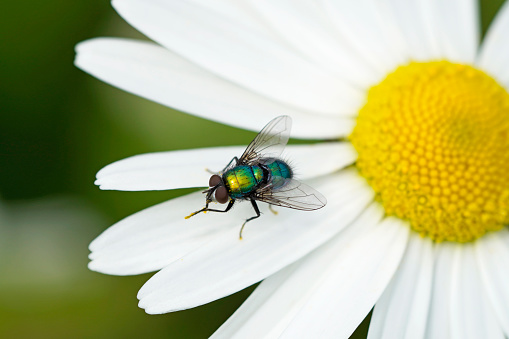 A green shimmering blowfly on a chamomile