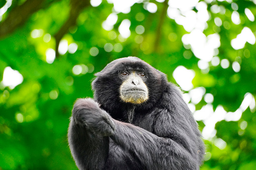 A closeup of a monkey with black fur, Siamang (Symphalangus syndactylus) against blurred background