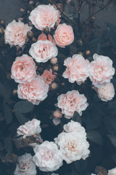 istock Vertical shot of pink and white growing roses 1455681530