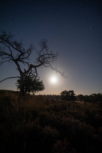 istock Vertical shot of trees in a field 1455682117