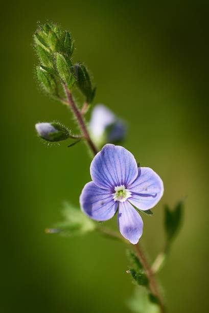 istock Vertical selective focus shot of a blooming purple flower 1455682180