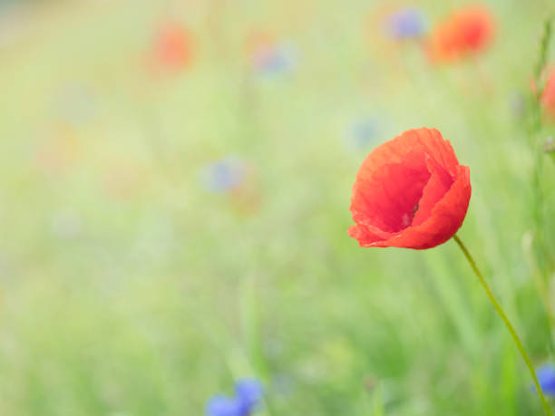 istock Selective focus of a red poppy blooming in a field 1455682243