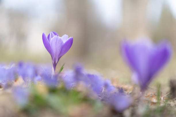istock Selective focus shot of blooming crocuses 1455682254