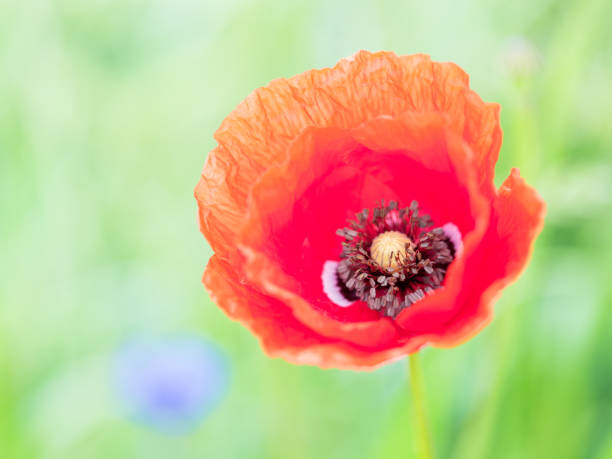 istock Selective focus of a red poppy blooming in a field 1455682274